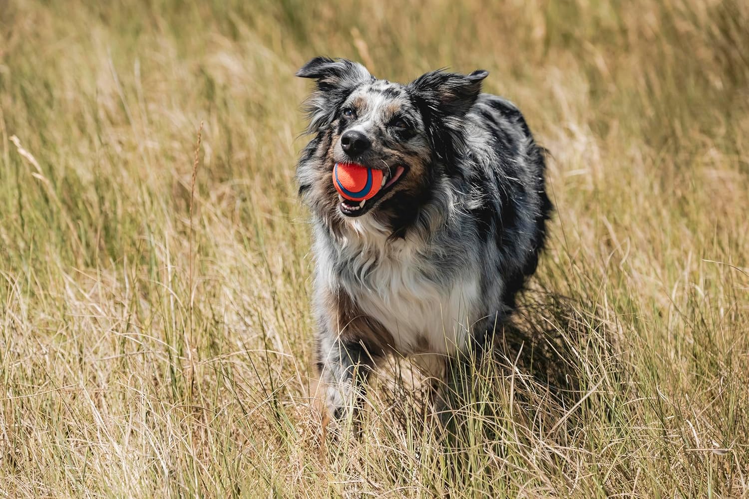 Ultimate Fetch Fun Balls